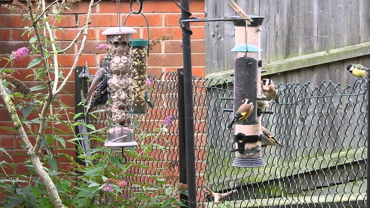 Feeders YouTube