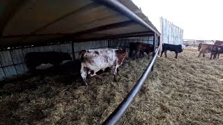 Calves are Looking Great and Breeding Season Begins