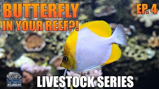 BUTTERFLYFISH In Your Reef Tank  Livestock Series