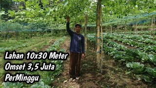 Download Lagu Pemuda Sukses Mantan Penjual Bakso Bertani Labu Siam Omset Jutaan Perminggu MP3