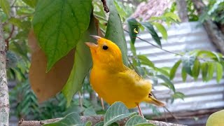 Si tu mañana comienza con estás melodías o cantos de seguro tendrás un buen día. Canarios criollos.