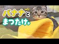 バナナベッドを初めて見たときの子猫の反応がこちらです