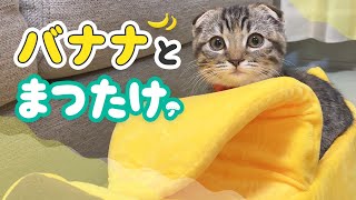 バナナベッドを初めて見たときの子猫の反応がこちらです