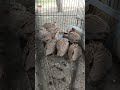 Teetar Ki Awaz black teetar ke bacche arani teetar ke bacche#longvideo #longhair