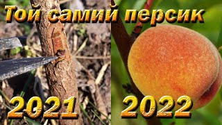 A peach orchard in only two years