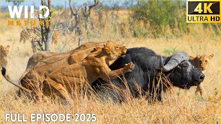 WILD NAMIBIA | Survival Journey Against Relentless Predators | Animal Documentaries