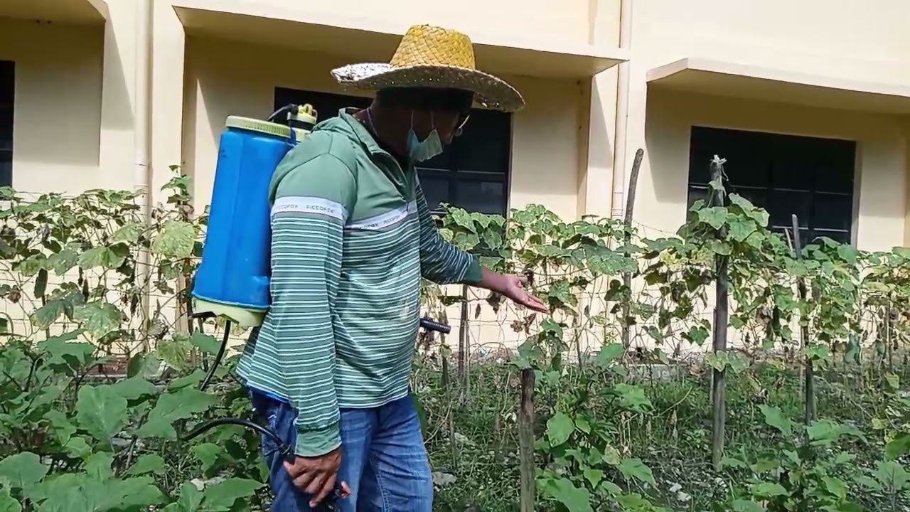 WATCH! The Secret of Eggplant Fast Recovery After Pruning.