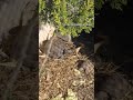 Tortoise challenges @trendsetterrrrrrr ( viral dance )