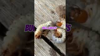 Garlic Spray: The Strongest Natural Insecticide for Aphids & Potato Beetles #PlantCare #Shorts