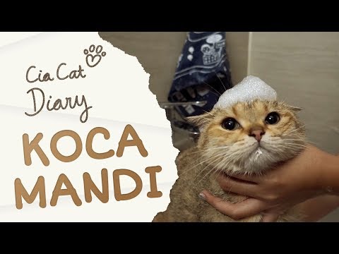 Koca Kucing yang Suka Berendam di Bathtub - Cia Cat Diary - Ep 35