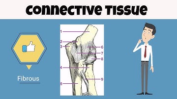 Connective Tissue for beginners