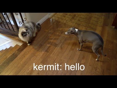 kermit the dog meme