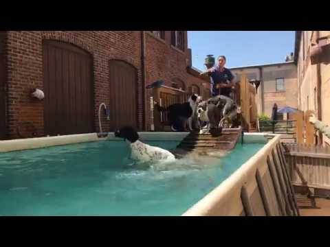 dog trainer in delhi SWIMMING! | Solid K9 Training Dog Training