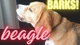 Cute Beagle Barks Loudly