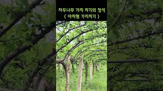 자두나무 가지 치기의 정석 (아치형 가지치기) #과일농사 #자두나무 #농사노하우