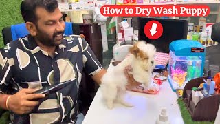 How to Dry Wash Puppy | Best Dog Shampoo | Dry Shampoos for Drugs | Pet Grooming | Pets | dogs by RPW PET'S TV 1,998 views 3 months ago 9 minutes, 11 seconds