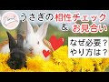 うさぎの多頭飼育③ 相性チェックとデートのやり方