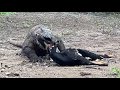 TOO DELICIOUS TO EAT | KOMODO DRAGON 