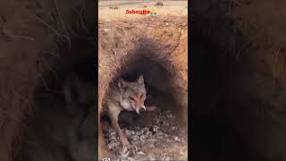 #Shorts #Animals #Fish #Amazing #Food #Youtubeshorts #Short #Tiktok #World #Nature #Prank #Fox