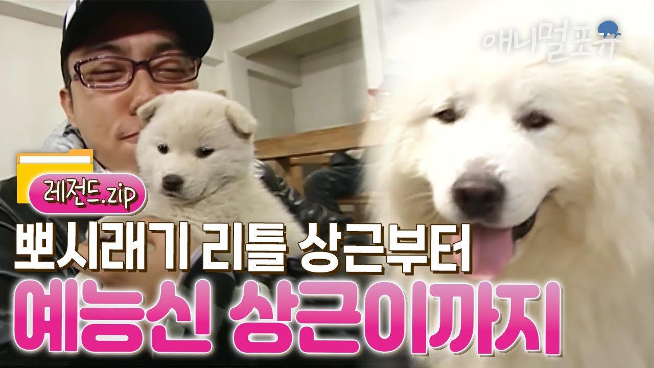 #고전주의 #레전드영상 I 강호동도 무장해제시킨 강아지?! 상근이 뽀시래기 시절부터 모아보았습니다! I KBS 1박 2일 2009 방송