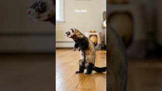 5 Interesting Facts About Ferrets You Probably Didn’t Know #animals #ferret #shorts