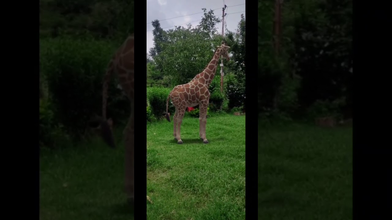 Tonton #like #subscribe #giraffe#share #nature #ytshorts #yt #shorts di YouTube Tonton #like #subscribe #giraffe#share #nature #ytshorts #yt #shorts di YouTube
