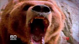 60 Minutes - Grizzly Bears