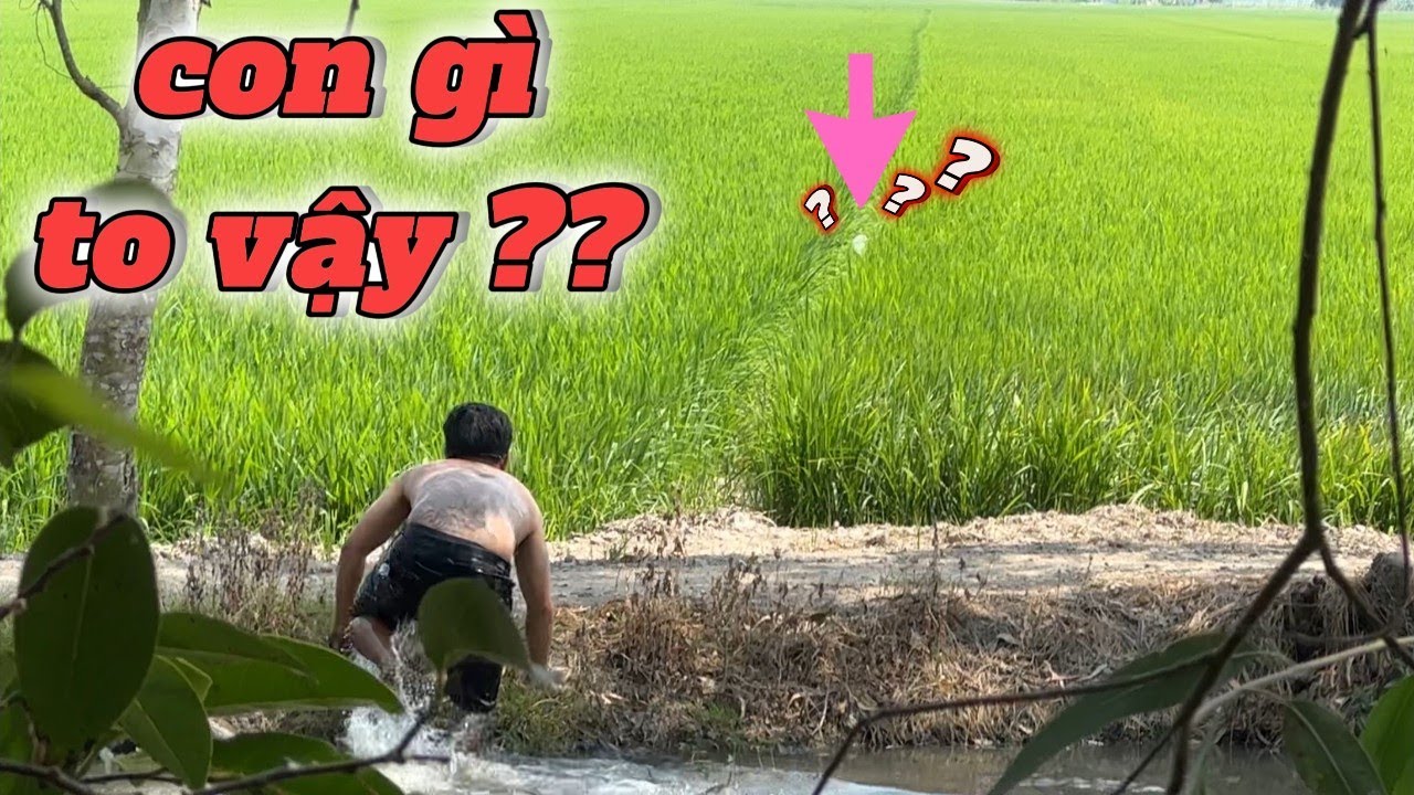 Chiều ý Fan , team đi săn cò về làm món gỏi cò bắp chuối | Đảm Nguyễn