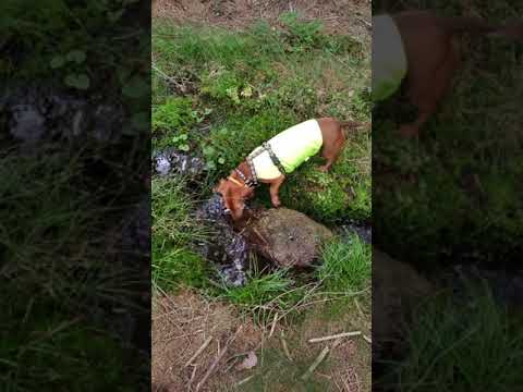 Video: Samice Vzorkují Více Samců Při Vysokých Hnízdních Hustotách, Ale Nakonec Získávají Méně Atraktivní Kamarády