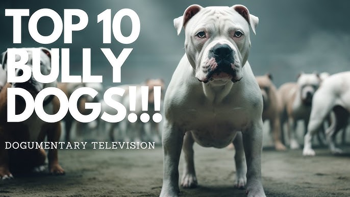 23 Best Types Of Bully Dog Breeds