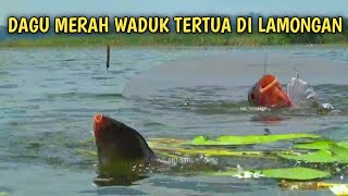 DAGU MERAH WADUK TERTUA DI LAMONGAN‼️ Mancing Ikan Nila di Waduk Prijetan atau Waduk Krekah