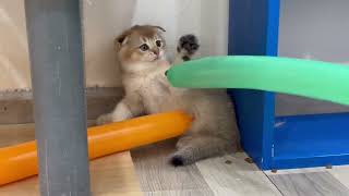 Funny Kittens vs Balloons by Pets Parody 1,883 views 9 months ago 1 minute, 11 seconds