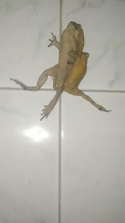 Duo Bocil Mesum Ditempat Umum 🤣🤣🤣