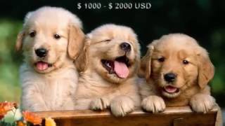 Golden Retriever Features and Basic information by Dog Planet 154 views 7 years ago 1 minute, 12 seconds