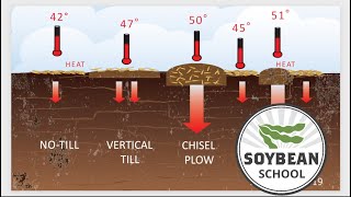 Soybean School: To till or not to till