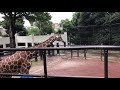 横浜　野毛山動物園　キリン の動画、YouTube動画。