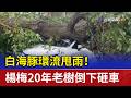 白海豚環流甩雨！ 楊梅20年老樹倒下砸車