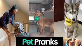 Prank Wars: Owners Pranking Their Pets