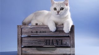 Британские короткошерстные кошки Британские короткошерстные кошки