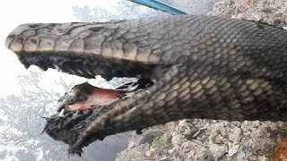 Giant snake got the worst of it! Unbelievable! Look what happened!