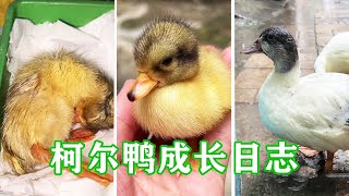 [Koer Duck Growth] Shell-broken ugly duckling to big ugly duck  still touched. What's up [Pipi]?