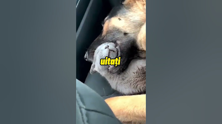 Cei Mai BUNI PRIETENI: Pisica Si Cainele 😂
