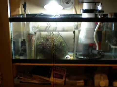 reef octopus 152s protein