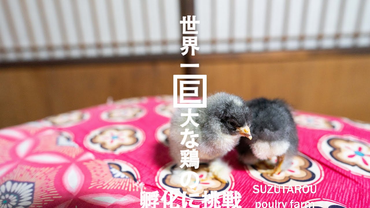 17【ひよこ育雛】ヤフオクで世界一巨大な鶏（ブラマ）の卵を購入、孵化