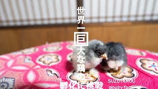 17【ひよこ育雛】ヤフオクで世界一巨大な鶏（ブラマ）の卵を購入、孵化