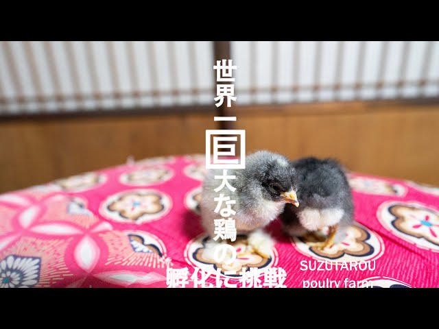 17【ひよこ育雛】ヤフオクで世界一巨大な鶏（ブラマ）の卵を購入、孵化