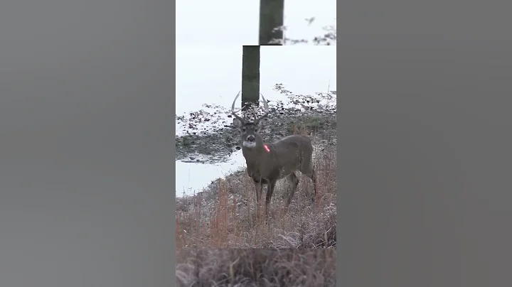 "Whitetail Deer Hunt, Big Buck Down #DeerHunting #BowHunting#CanadaHunting#USADeerHunt