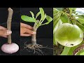 Elephant apple chalta tree from cutting  how to grow elephant apple