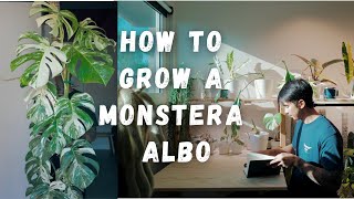 How to Grow a Monstera Albo! (Avoid Browning!!!)