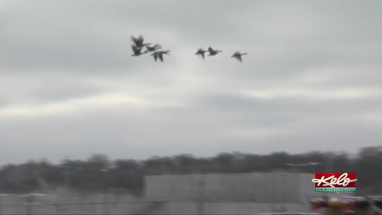 Cannons fire to scare geese out of the Sioux Falls Airport's flight paths